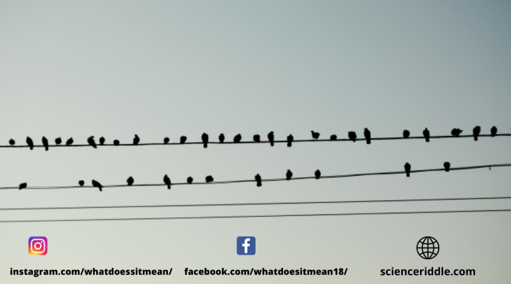 Why do birds sitting on the live wire not get electrocuted?