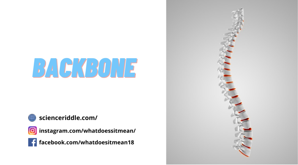 Why is our backbone made up of 33 small bones?